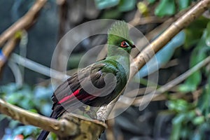 The Guinea turaco Tauraco persa photo