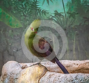 The Guinea turaco,Tauraco persa, also known as the green turaco or green lourie, is a bird in the family Musophagidae photo