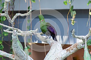 Guinea turaco Tauraco persa, also known as the green turaco or green lourie perched in a tree iin the rainforest of west africa photo