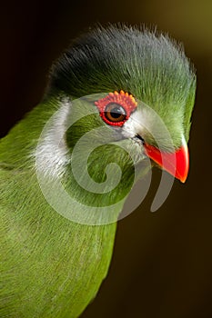 Guinea turaco