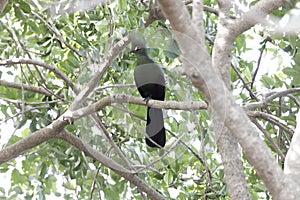 Guinea Turaco Tauraco persa on a branch photo