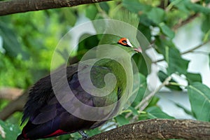 Guinea turaco Tauraco persa or the green turaco or green lourie perched in a tree in the rainforest photo