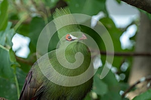 Guinea turaco Tauraco persa or the green turaco or green lourie perched in a tree in the rainforest photo