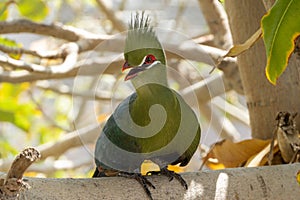 Guinea turaco Tauraco persa or the green turaco or green lourie perched in a tree in the rainforest photo