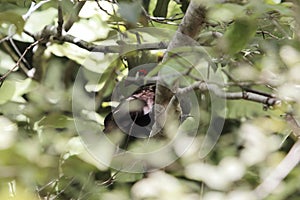 Guinea Turaco Tauraco persa hidden in a tree photo