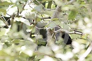 Guinea Turaco Tauraco persa hidden in a tree photo