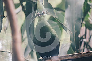 Guinea Turaco Tauraco persa or turaco hijau bird on a tree branch. photo