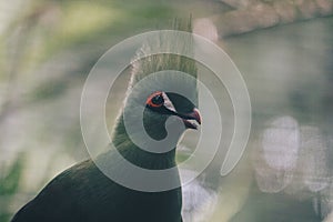 Guinea Turaco Tauraco persa or turaco hijau bird on a tree branch. photo