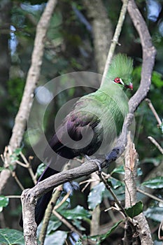 Guinea Turaco (Tauraco persa) photo