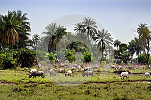 Guinea West Africa Boke province Kamsar cows