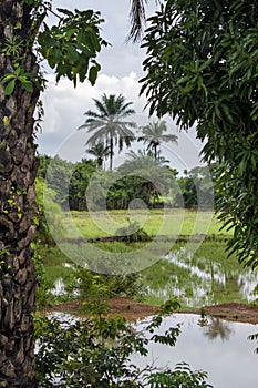 Guinea West Africa Boke province Kamsar rain season commenced photo