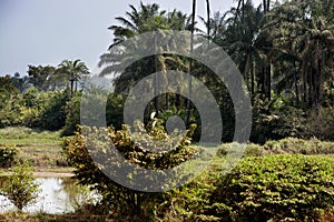 Guinea West Africa Boke province Kamsar  simply jungle whilst rain season photo