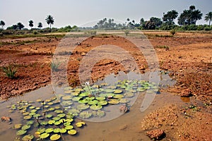 Guinea West Africa Boke province Kamsar  simply jungle whilst rain season photo