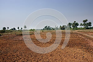 Guinea West Africa Boke province Kamsar  simply jungle whilst rain season photo