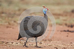 Guineafowl photo