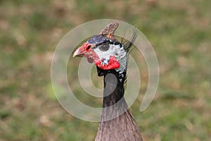 Guineafowl