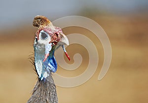 Guineafowl