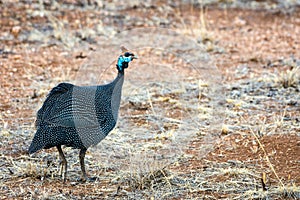 Guineafowl in africa