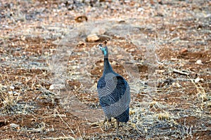 Guineafowl in africa