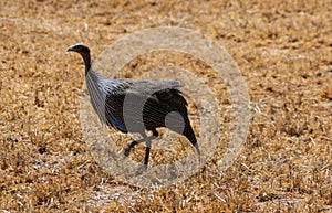 Guineafowl bird