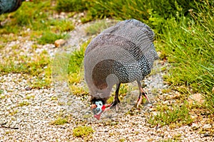 Guineafowl are birds of the family Numididae