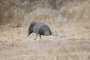 Guineafowl are birds of the family Numididae in the order Galliformes