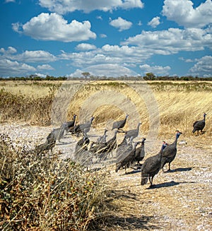 Guineafowl birds