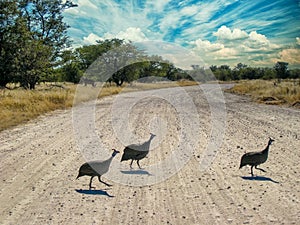 Guineafowl birds