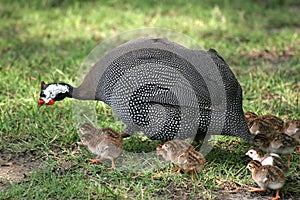 Guineafowl And Chicks