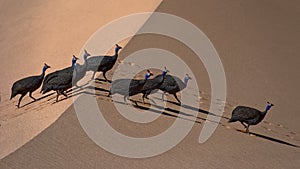 Guineafowl crossing dunes