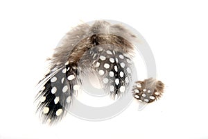 Guineafowl Feathers photo