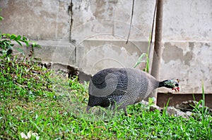 Guineafowl or Guineahen in garden