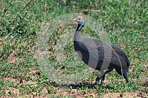 Guineafowl