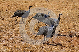 Guineafowl birds