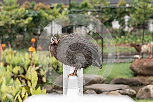 Guineafowl standing on white fence at farm