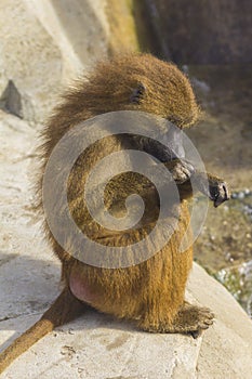 Guinean Baboon grooming itself