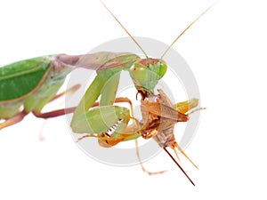 Guinean mantis Sphodromantis gastric, male eating crickets, isolated on white background