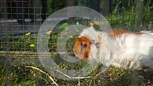 Guinean pig with dense white fur in a cage
