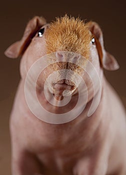 Guinean pig lost look photo