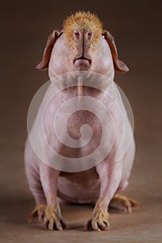 Guinean pig portrait