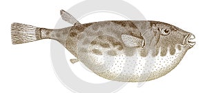 Guinean puffer sphoeroides marmoratus in side view photo