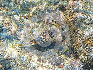 Guinean puffer under water in the Atlantic Sea, belongs to the family of toxic pufferfishes, El Hierro, Spain