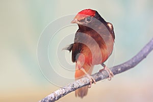 Guinean red cotinga