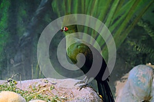 The Guinean Turaco is a medium-sized bird with unusual plumage