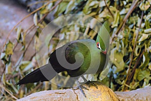 The Guinean Turaco is a medium-sized bird with unusual plumage