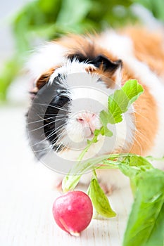 Guineapig