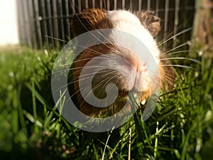 Guineapig