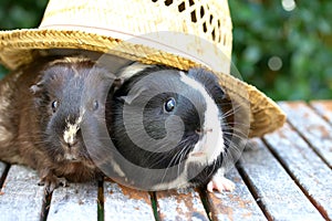 Guineapig In The Hat