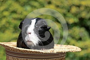 Guineapig In The Hat