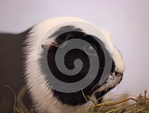 guineapig